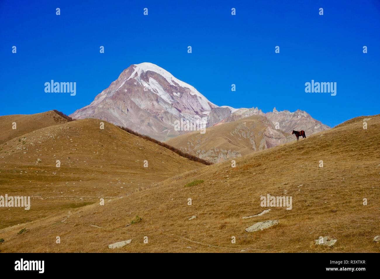 El caballo se detiene delante del Monte Kazbegi, en las montañas del Cáucaso de Georgia Foto de stock