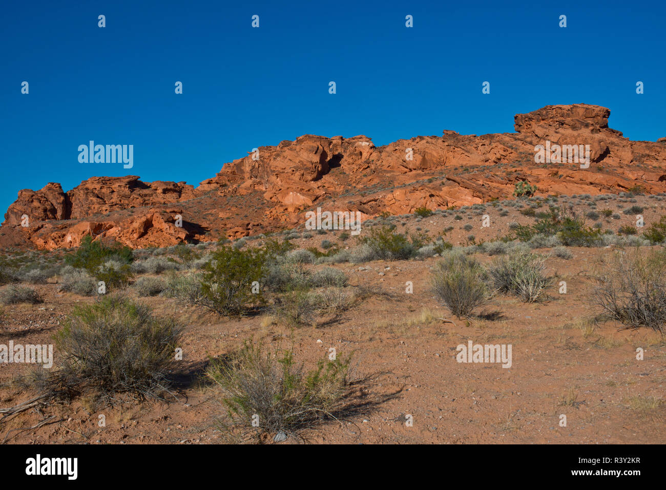 Ee.Uu., Nevada. El Mesquite. Oro Butte Monumento Nacional Foto de stock
