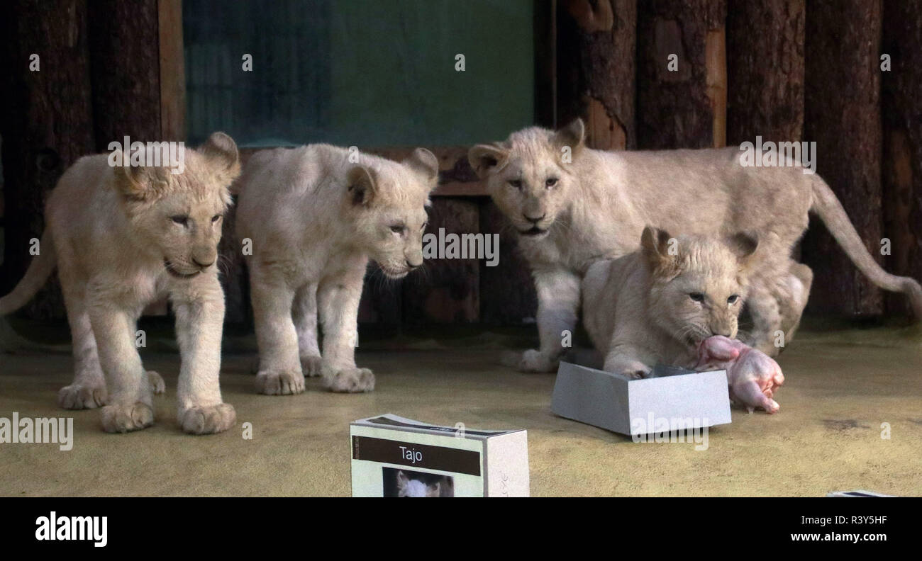 En Magdeburgo, Alemania. 24 Nov, 2018. Los cuatro pequeños leones blancos  desde el zoológico Magdeburg han recibido oficialmente sus nombres. Sus  nombres son Tayo, Simba, el Amari y Nyala. Los leones podría