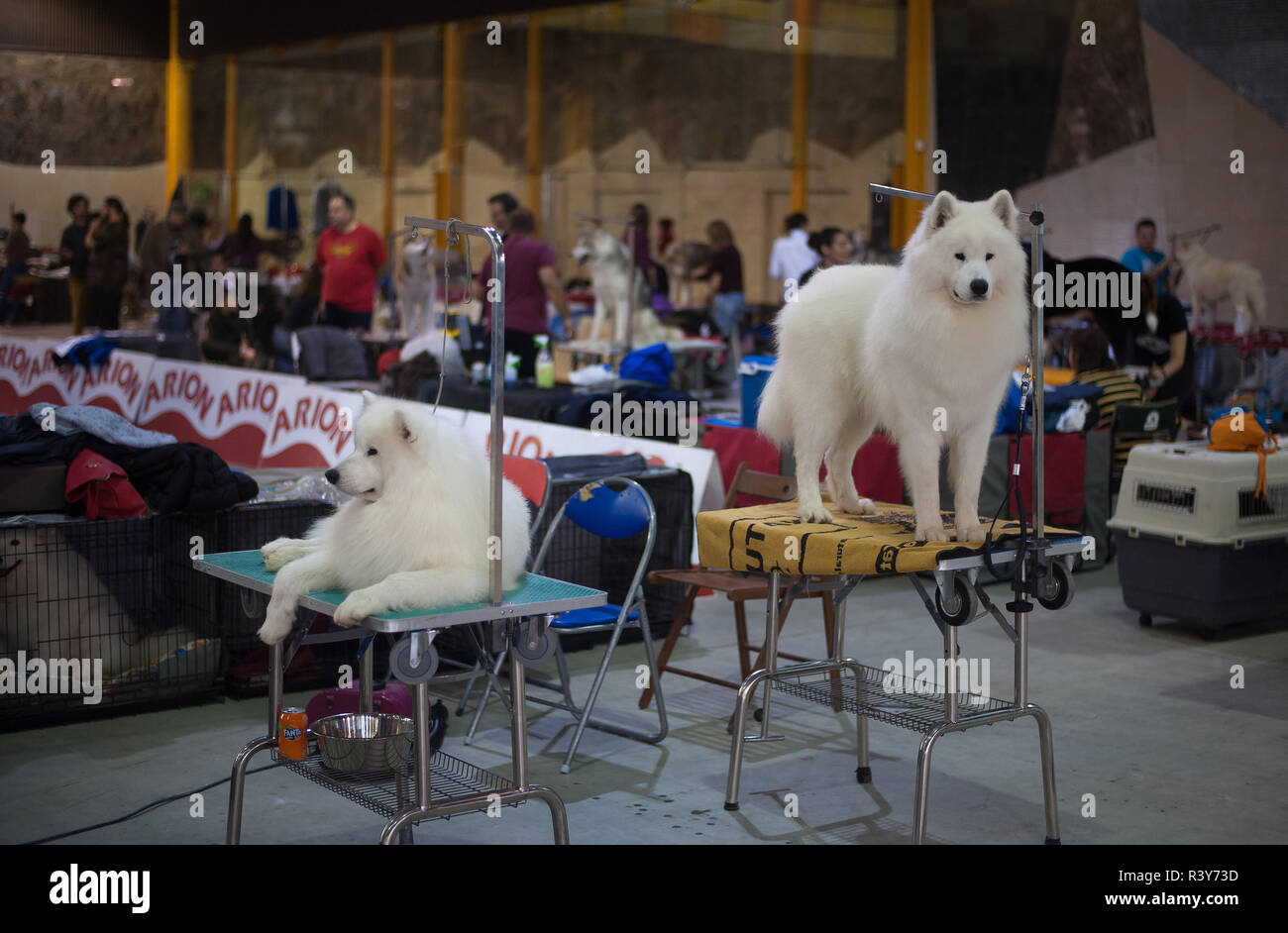 Málaga, Málaga, España. 24 Nov, 2018. Los perros son vistos durante la  séptima edición de 'Mi mascota' (Mi mascota) en el Palacio de Ferias y  Congresos de Málaga.'Mi mascota" es un evento