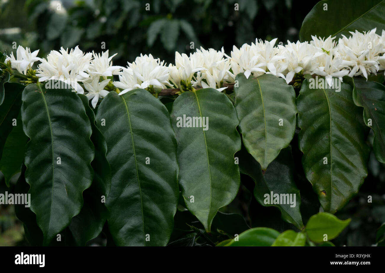La planta de café en flor Fotografía de stock - Alamy