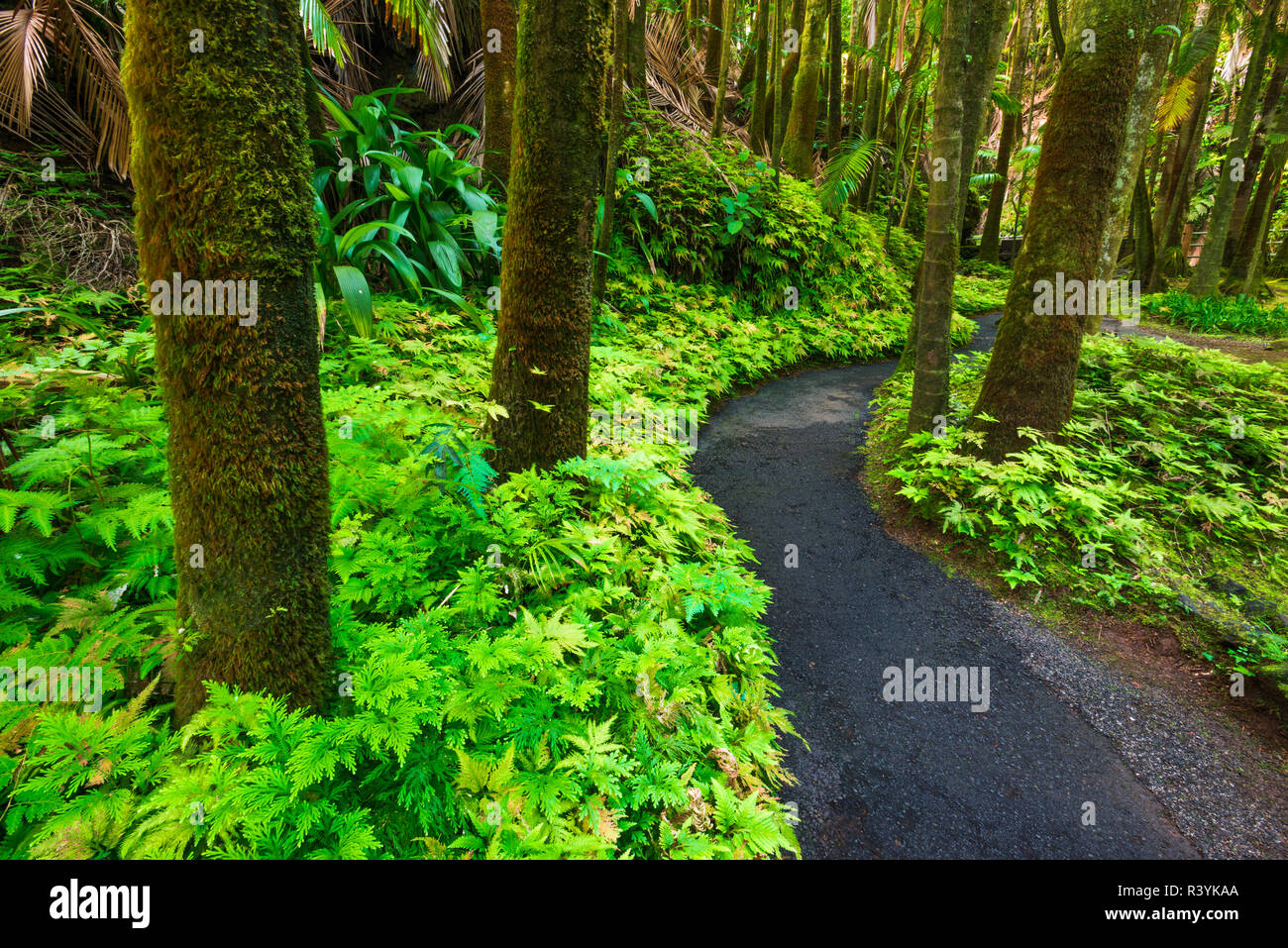 Palm Jungle Trail en Hawai jardín botánico tropical, Costa Hamakua, Big Island, Hawaii, EE.UU. Foto de stock