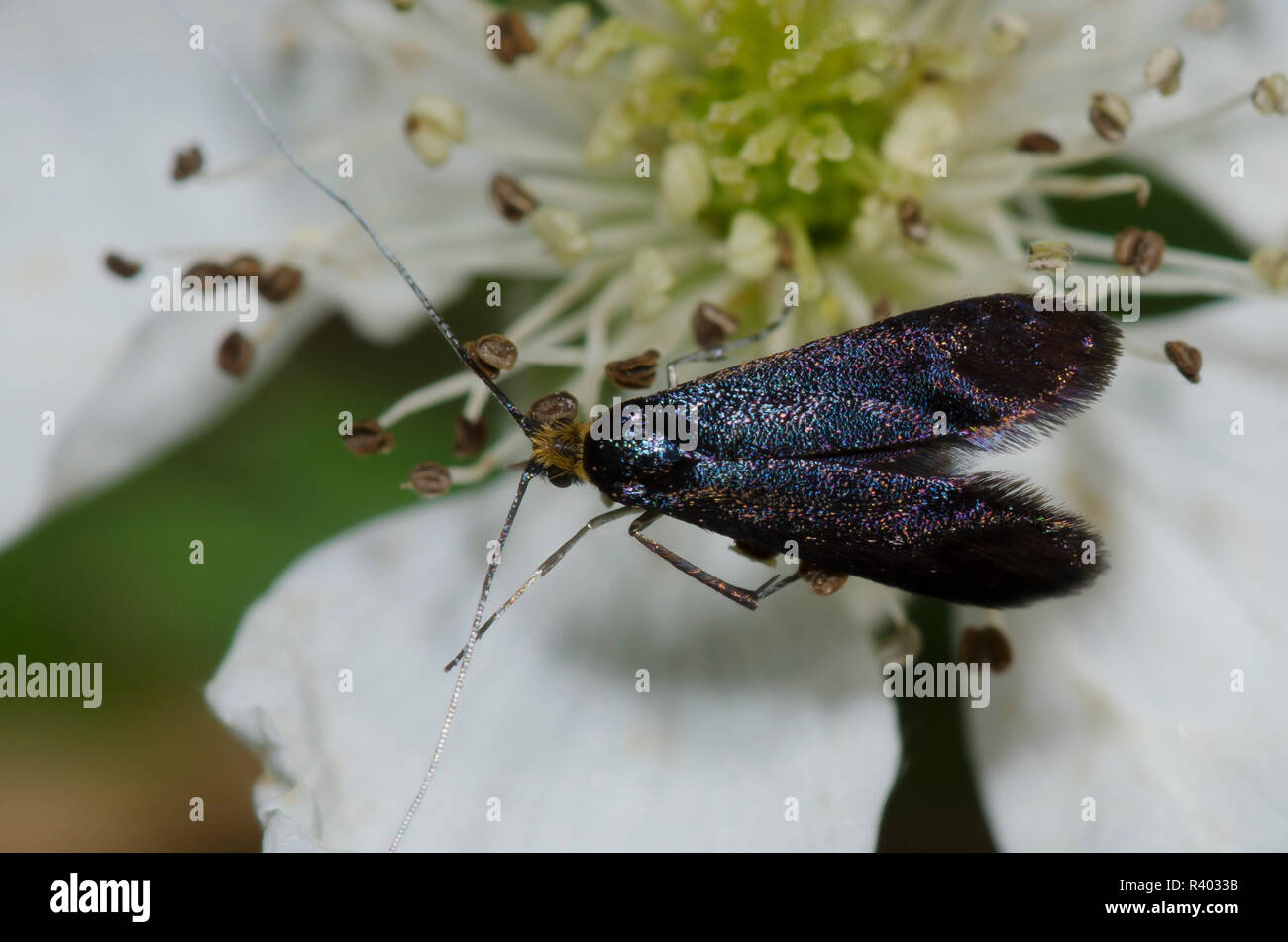 Fairy Moth, Adela sp., en blackberry, Rubus sp., blossom Foto de stock