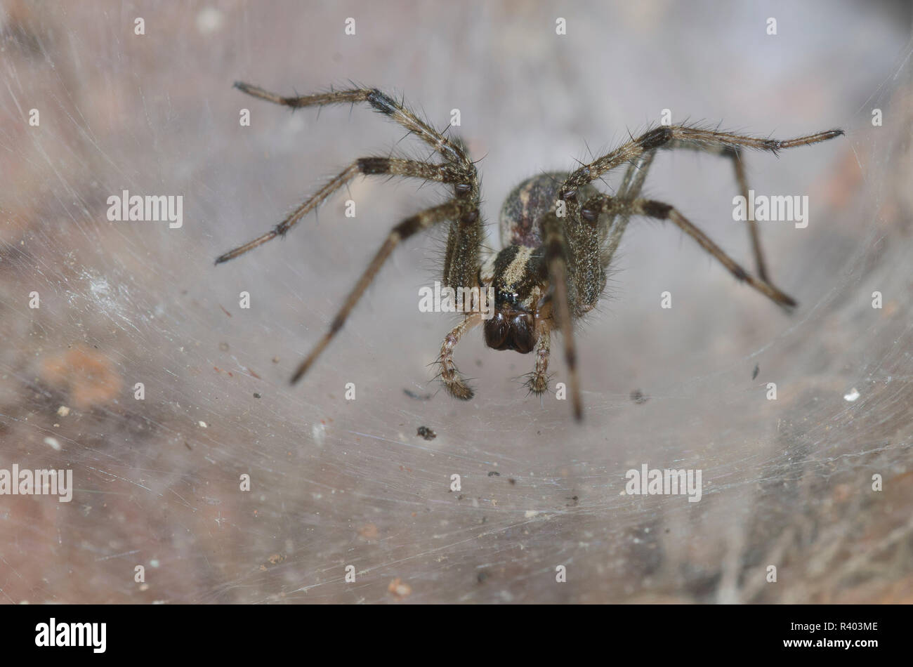 Araña Funnelweb, Familia Agelenidae, sentado en web Foto de stock