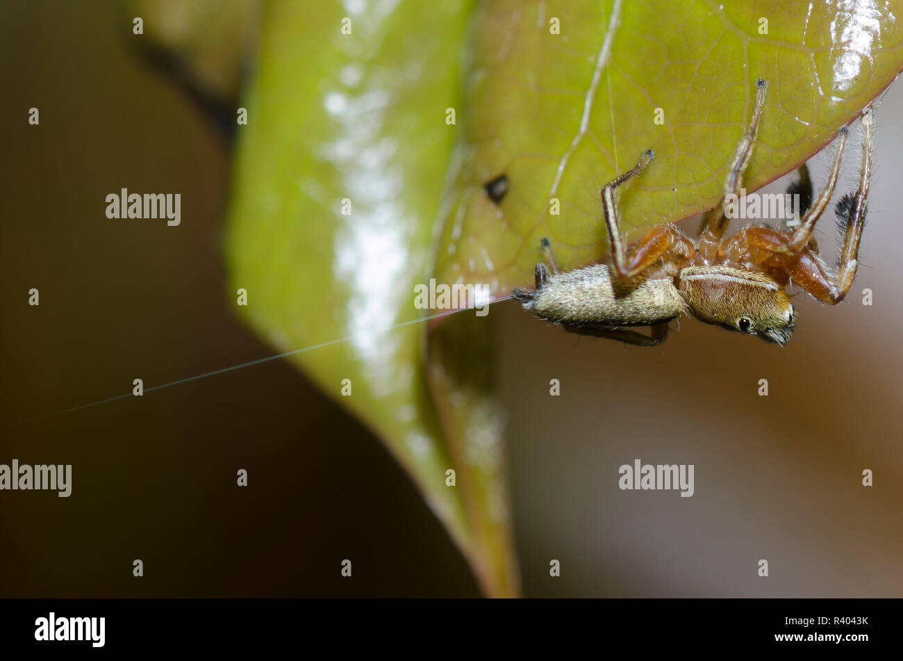Jumping Spider, Tutelina sp., implementación de seda macho Foto de stock