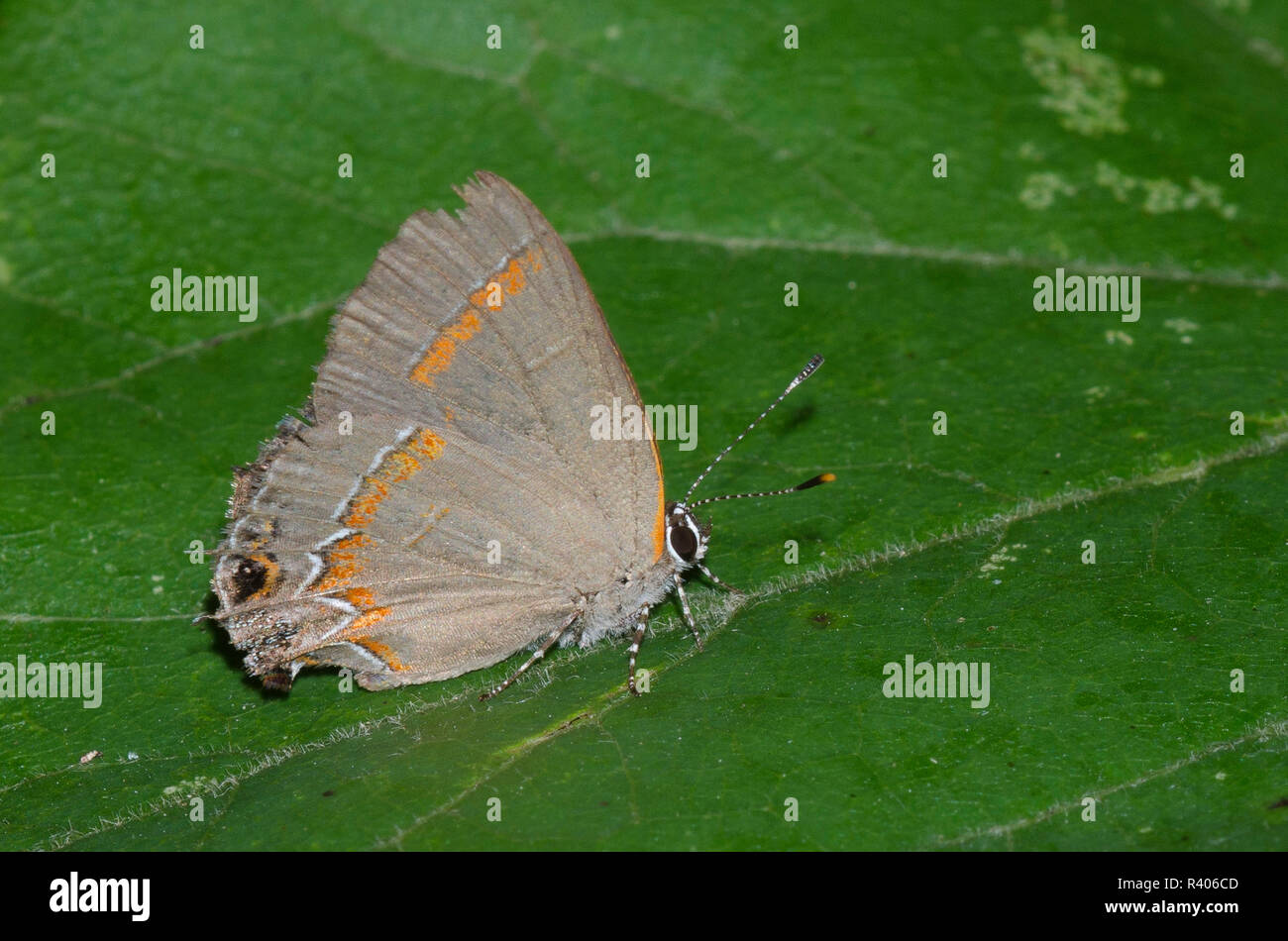 Bandas Rojas, Calycopis Hairstreak cecrops, desgastadas y podrida Foto de stock