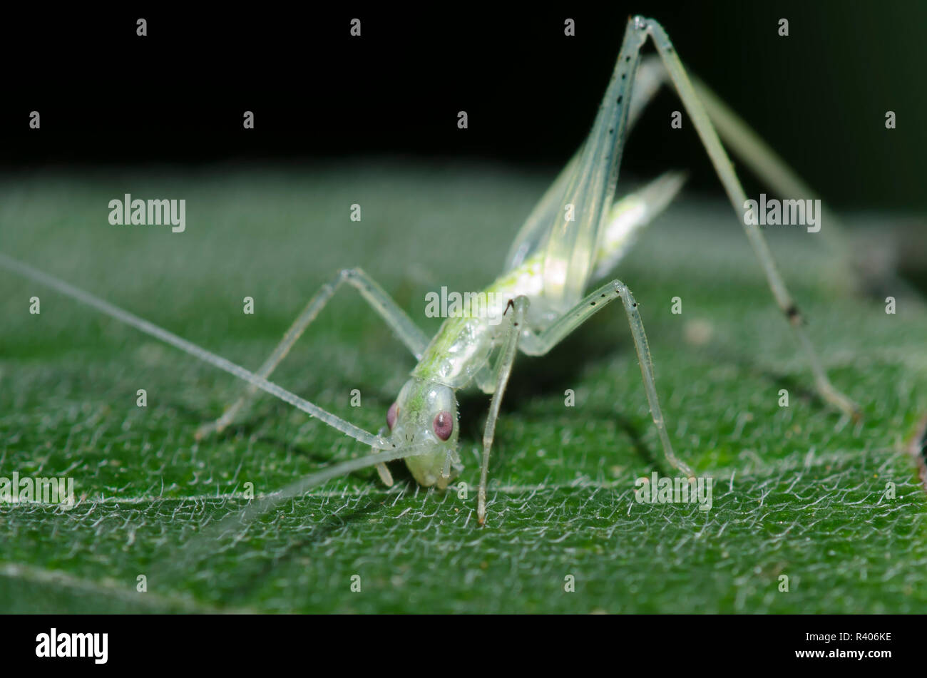 Árbol de alas estrechas Cricket, Oecanthus niveus, ninfa nibbling superficie foliar Foto de stock