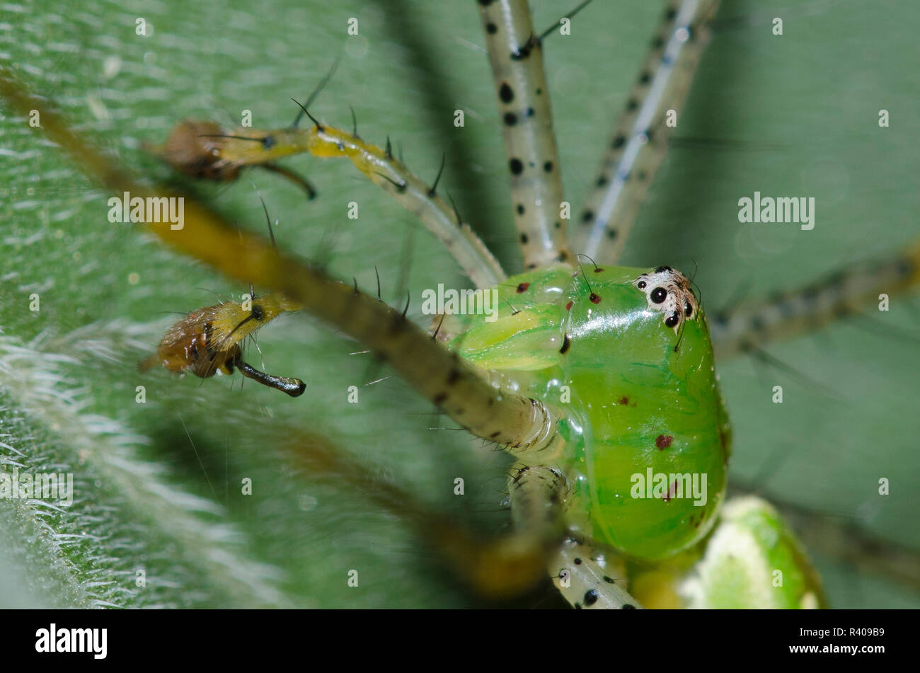 La Araña Lince verde, Peucetia viridans, macho en Cenicientos, Girasol Helianthus mollis, hoja Foto de stock