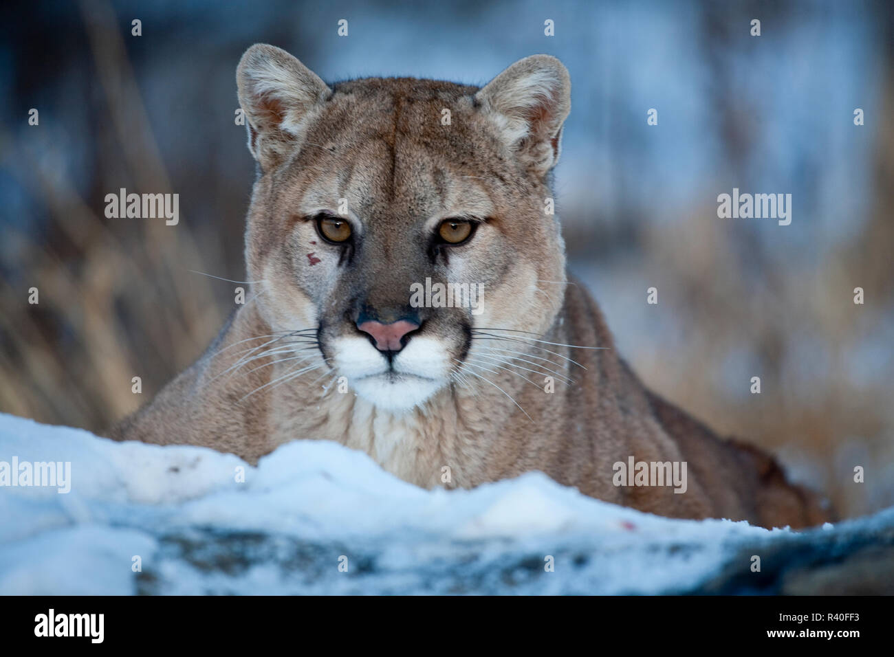 Puma en la nieve fotografías e imágenes de alta resolución - Alamy