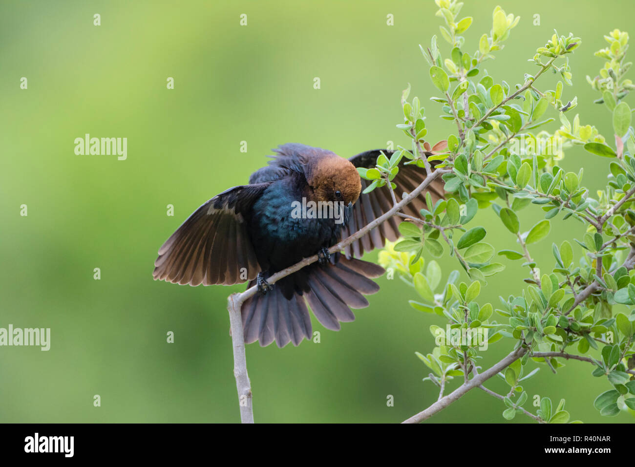 Brown-encabezada Cowbird (Molothrus Ater) colgado Foto de stock