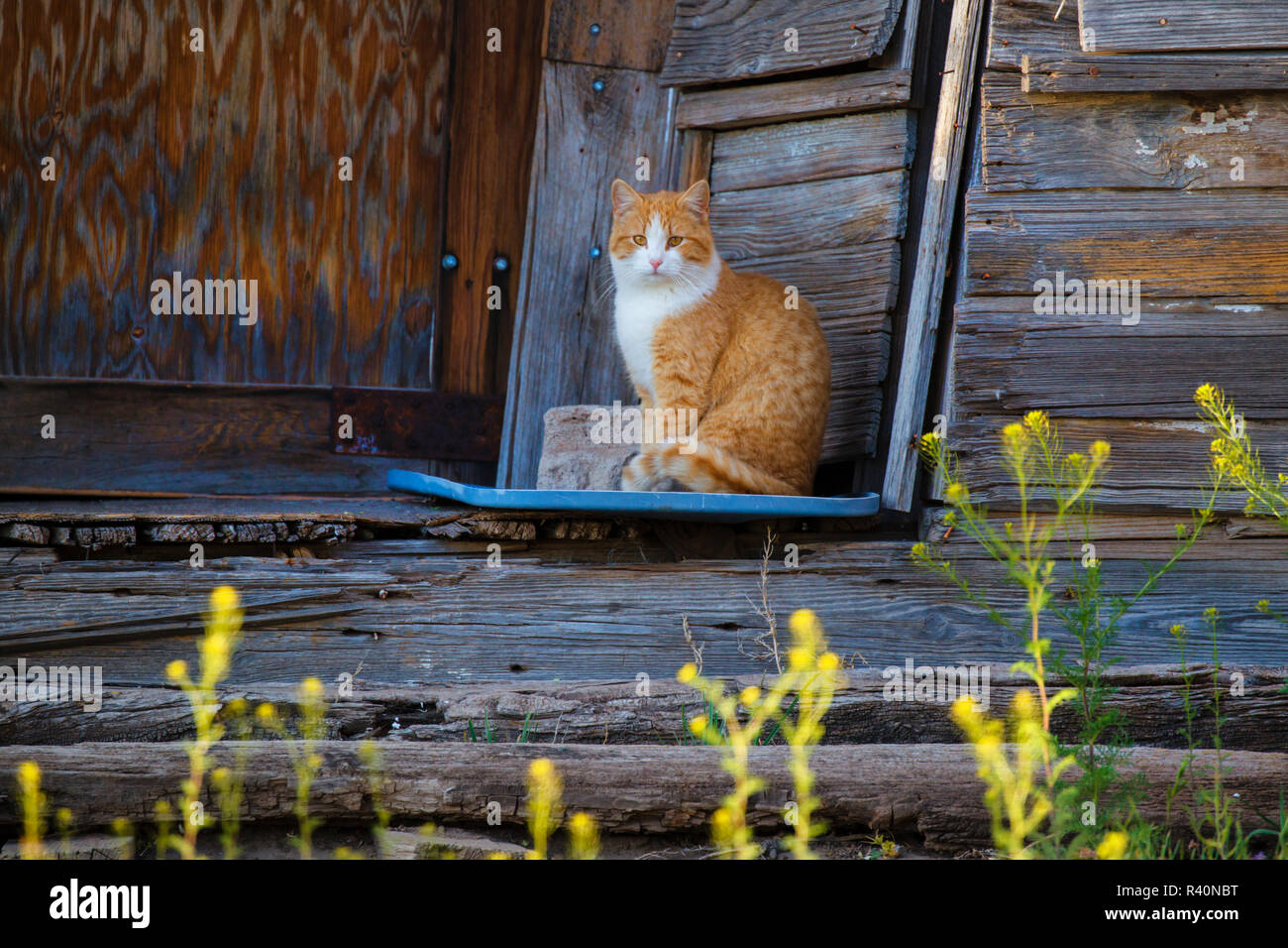 Cat (Felis catus) sentado en el porche de la casa antigua Foto de stock