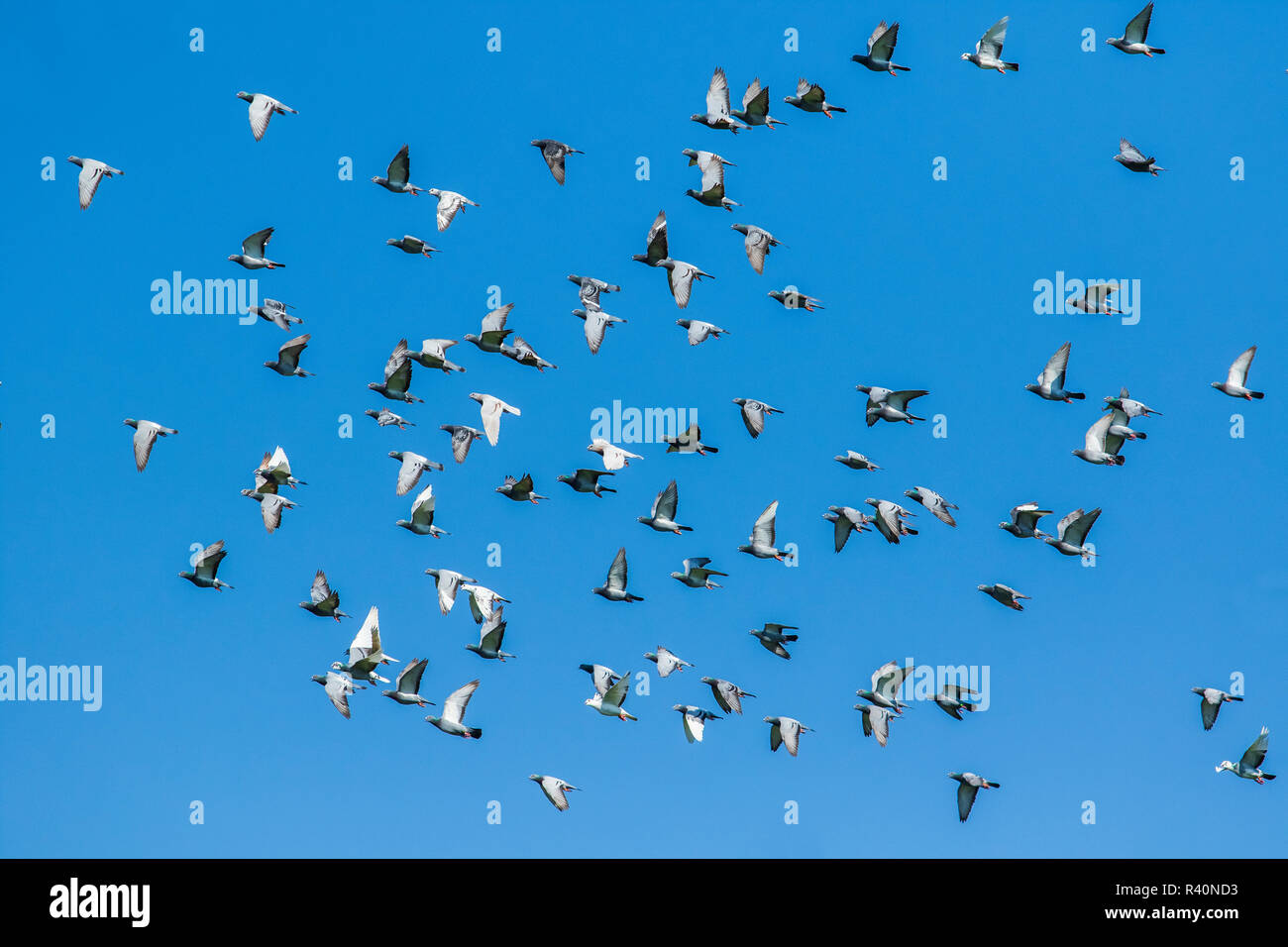 Bandada de aves paloma de carreras de velocidad de liberación de la  competencia el canasto volando contra el cielo azul claro Fotografía de  stock - Alamy