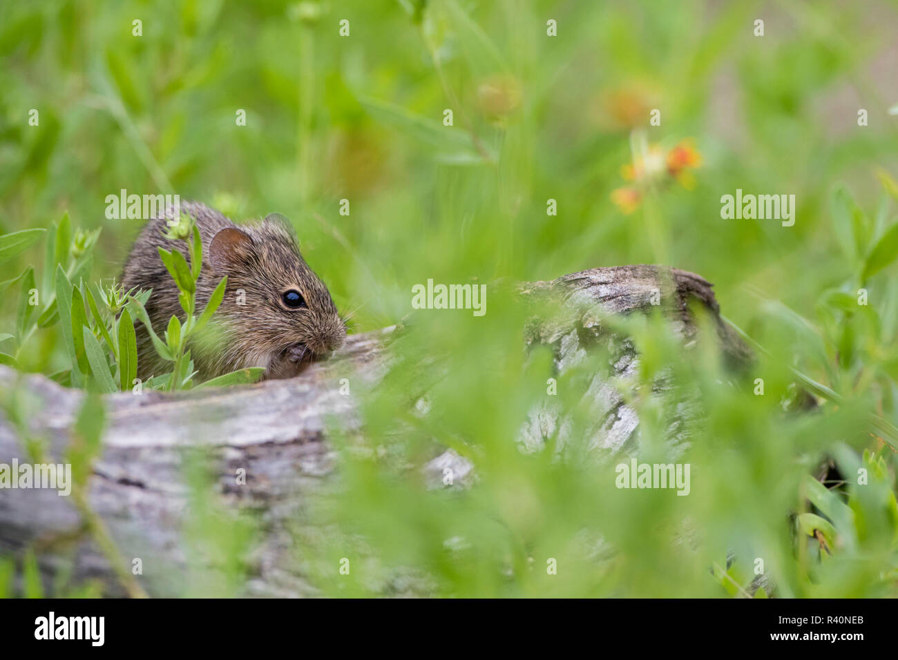 Híspido Algodón Rat (Sigmodon hispidus) alimentando Foto de stock