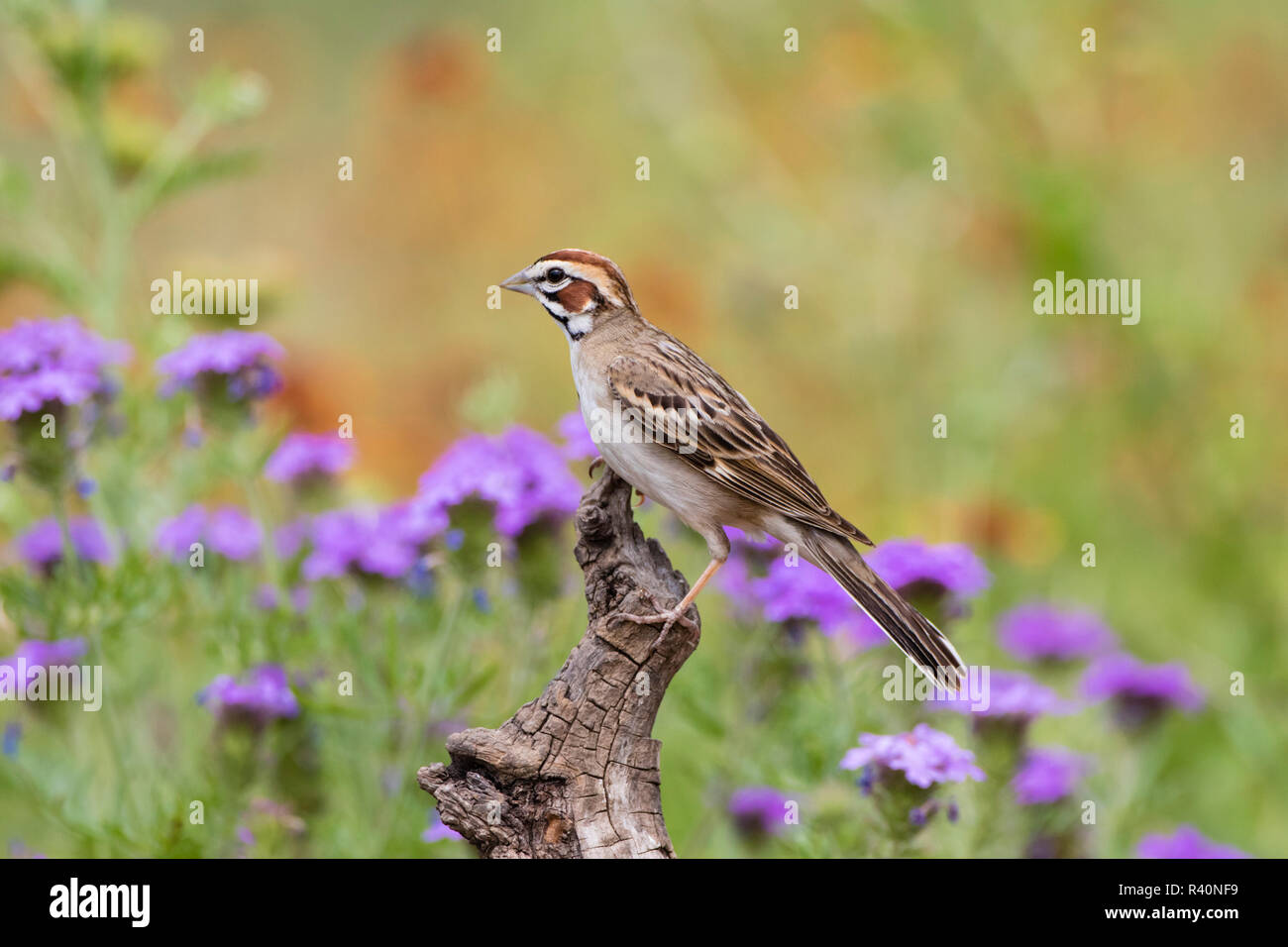 Lark Sparrow (Chondestes grammacus) adulto posado Foto de stock