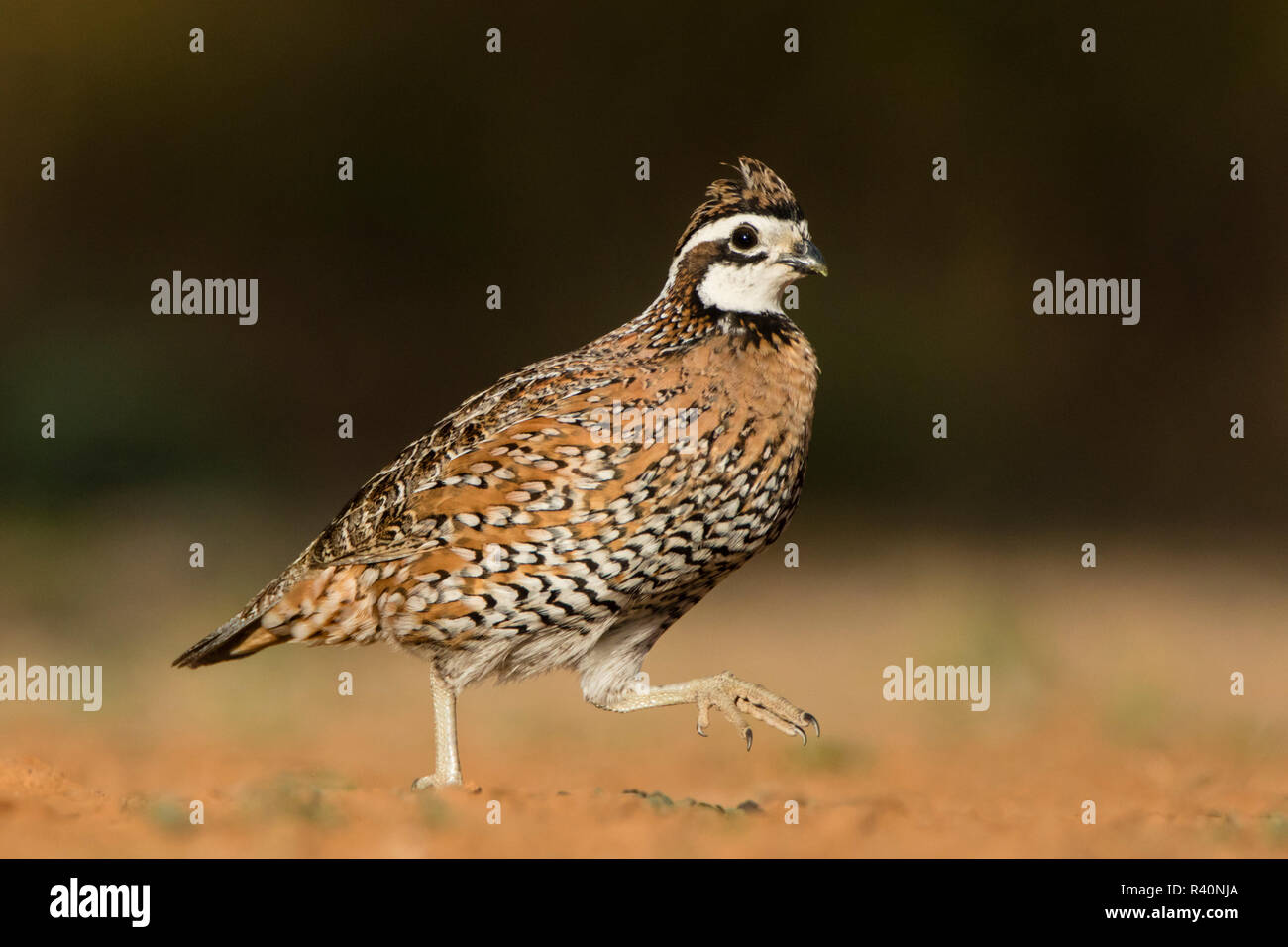 Northern Bobwhite (Colinus virgianus) macho girando Foto de stock