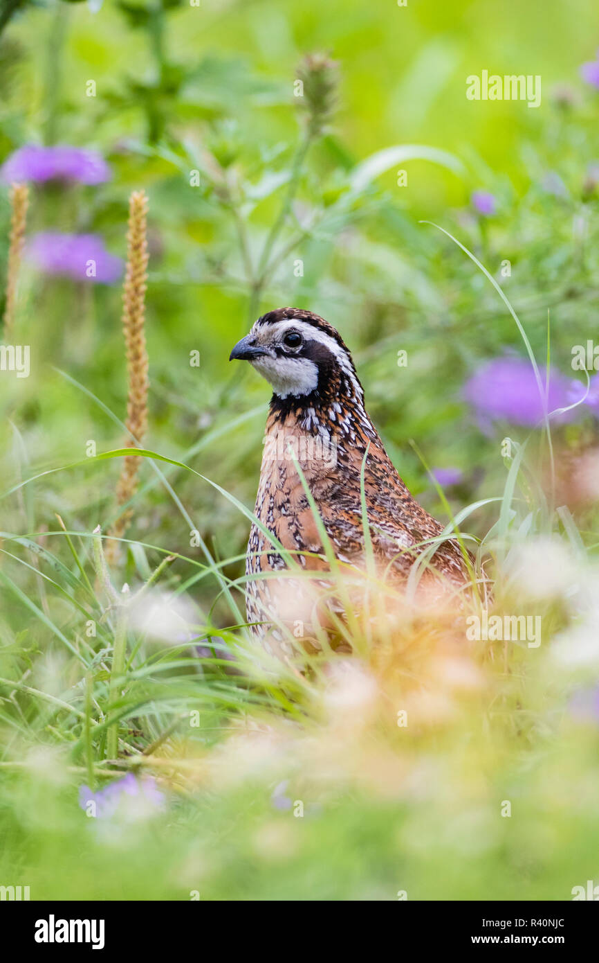 Northern Bobwhite (Colinus virgianus) macho en flores silvestres Foto de stock