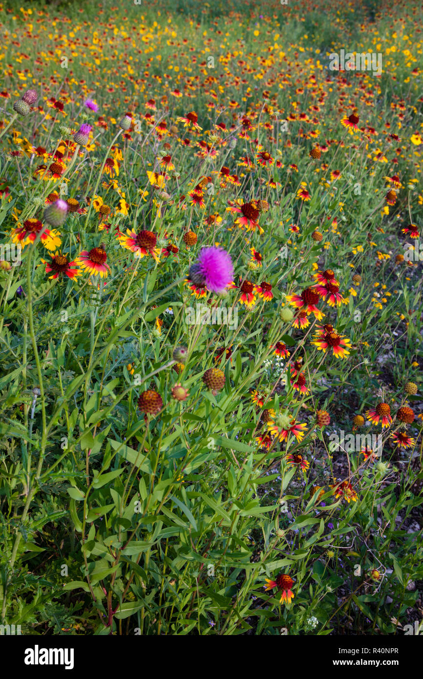 Rueda de fuego (Gaillardia Pulchella) florece en Texas Foto de stock