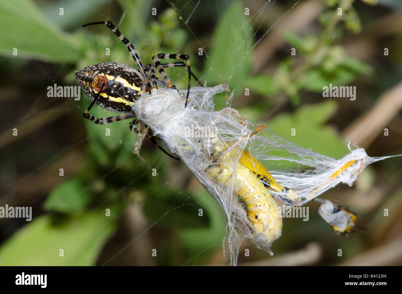 Argiope Argiope anillados, trifasciata, con grasshopper, Familia Acrididae, Prey Foto de stock