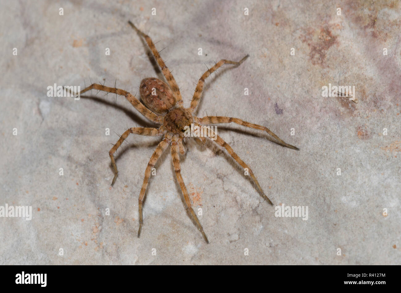 Araña Lobo Thinlegged, Pardosa sp. Foto de stock