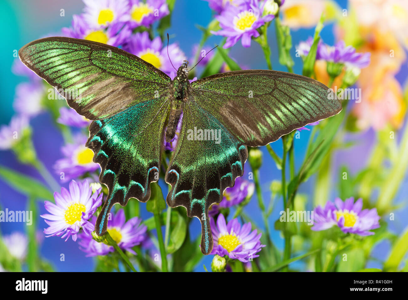 Los chinos peacock, especie Papilio bianor sobre azul Asters Foto de stock