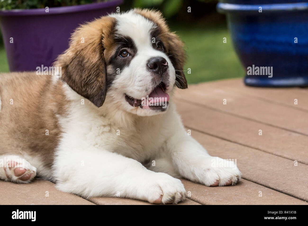 Renton, Estado de Washington, EE.UU.. Tres meses de edad Cachorro San  Bernardo tomar un descanso de Playtime, recostado sobre su cubierta. (PR  Fotografía de stock - Alamy