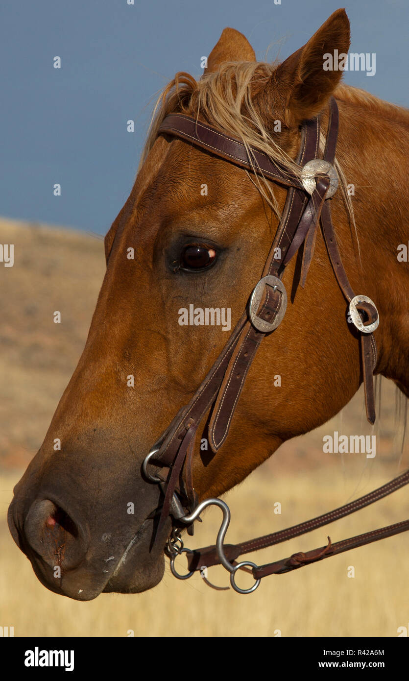 Ee.Uu., Wyoming, Shell, el escondite Ranch, el detalle de la cabeza de un caballo (PR) Foto de stock