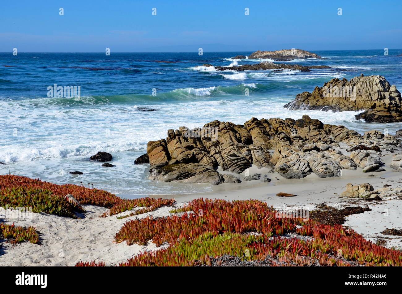 Monterey Peninsula cerca de Pebble Beach en California, costa vista hacia el océano Pacífico, costa rocosa y coloridas plantas sobre arena blanca, Septiembre Foto de stock