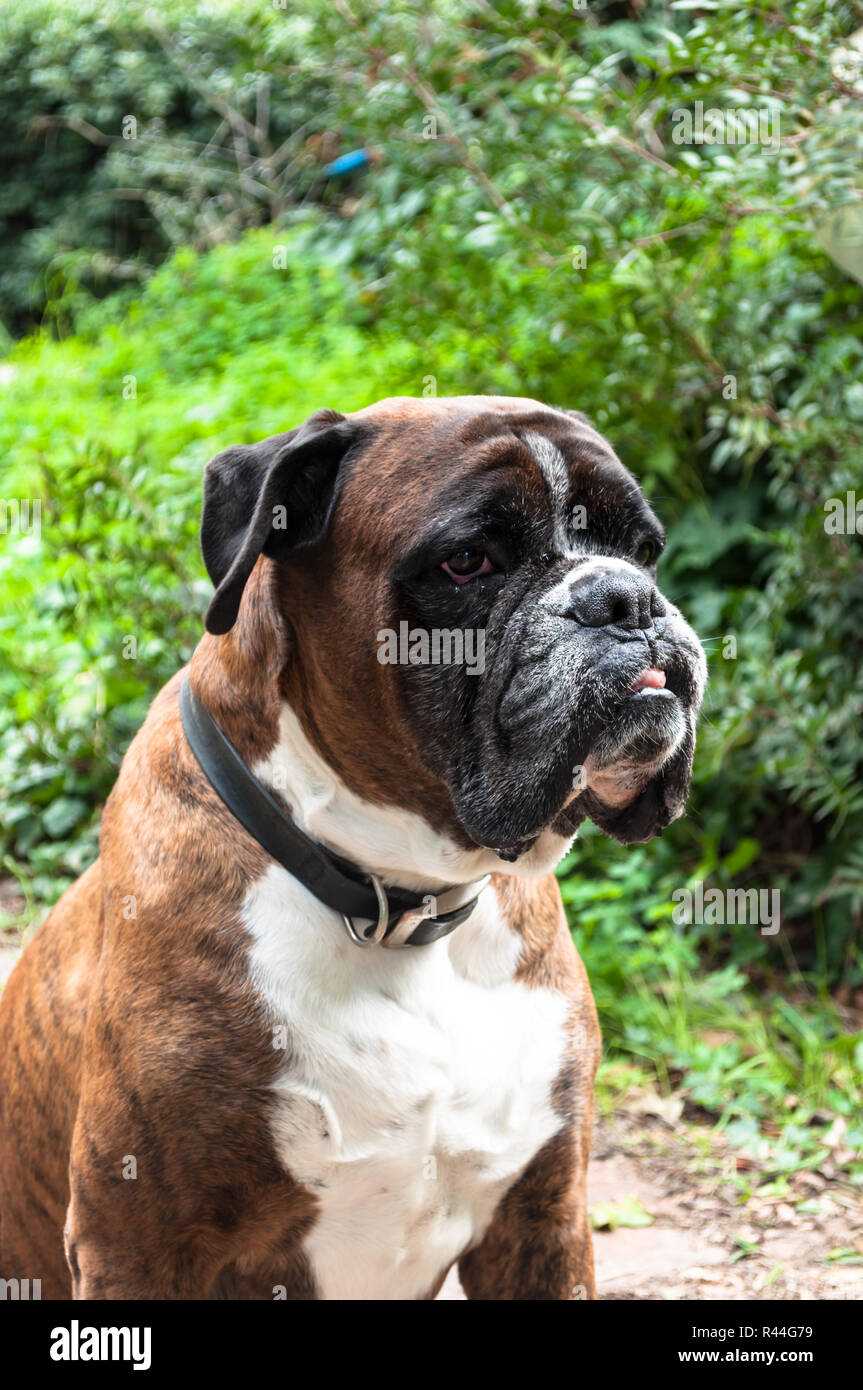 Retrato de bonito perro boxer alemán Fotografía de stock - Alamy
