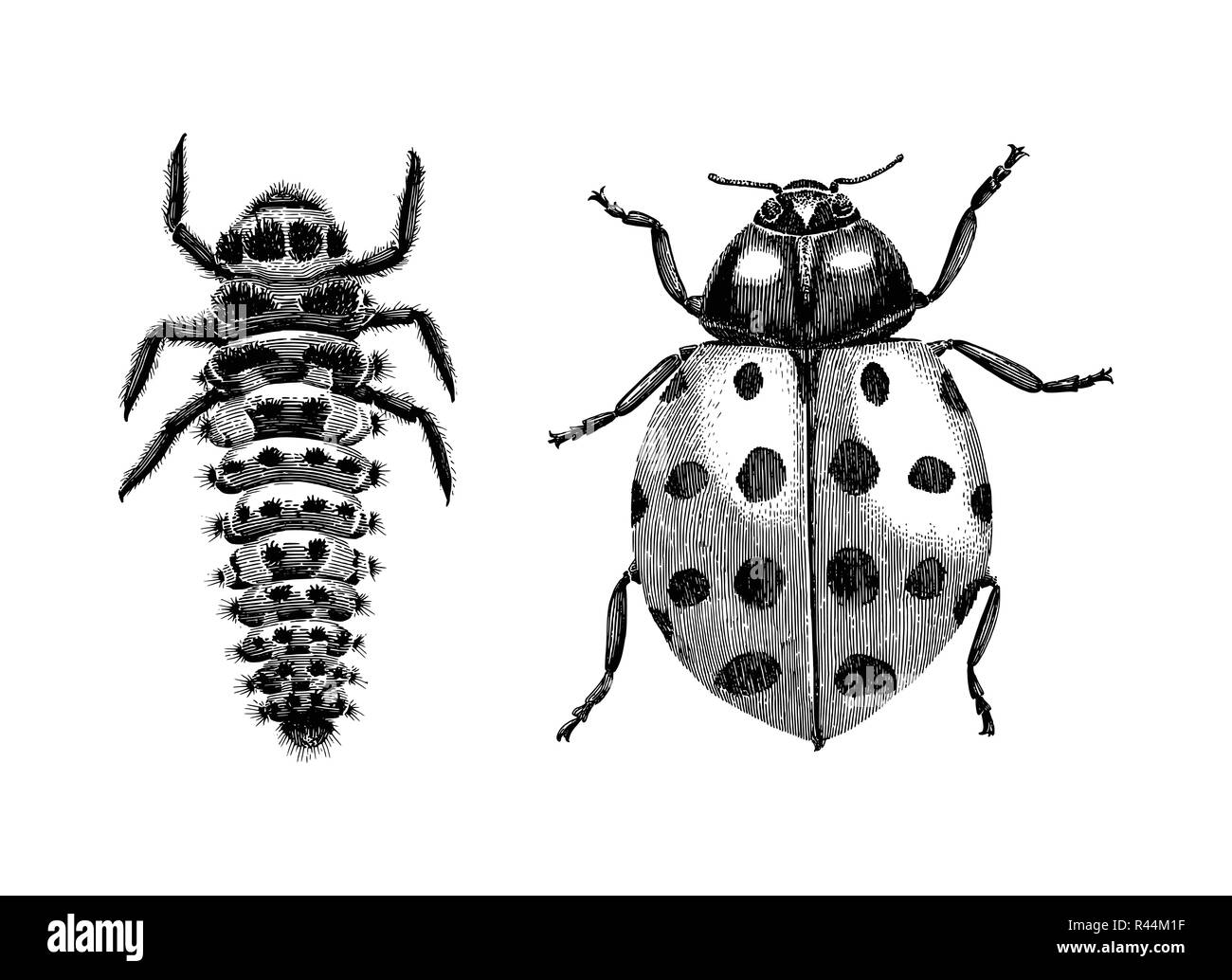 Señora escarabajo Asiático multicolores,larvas y adultos de escarabajos lady mano vintage dibujo grabado ilustración sobre fondo blanco. Ilustración del Vector