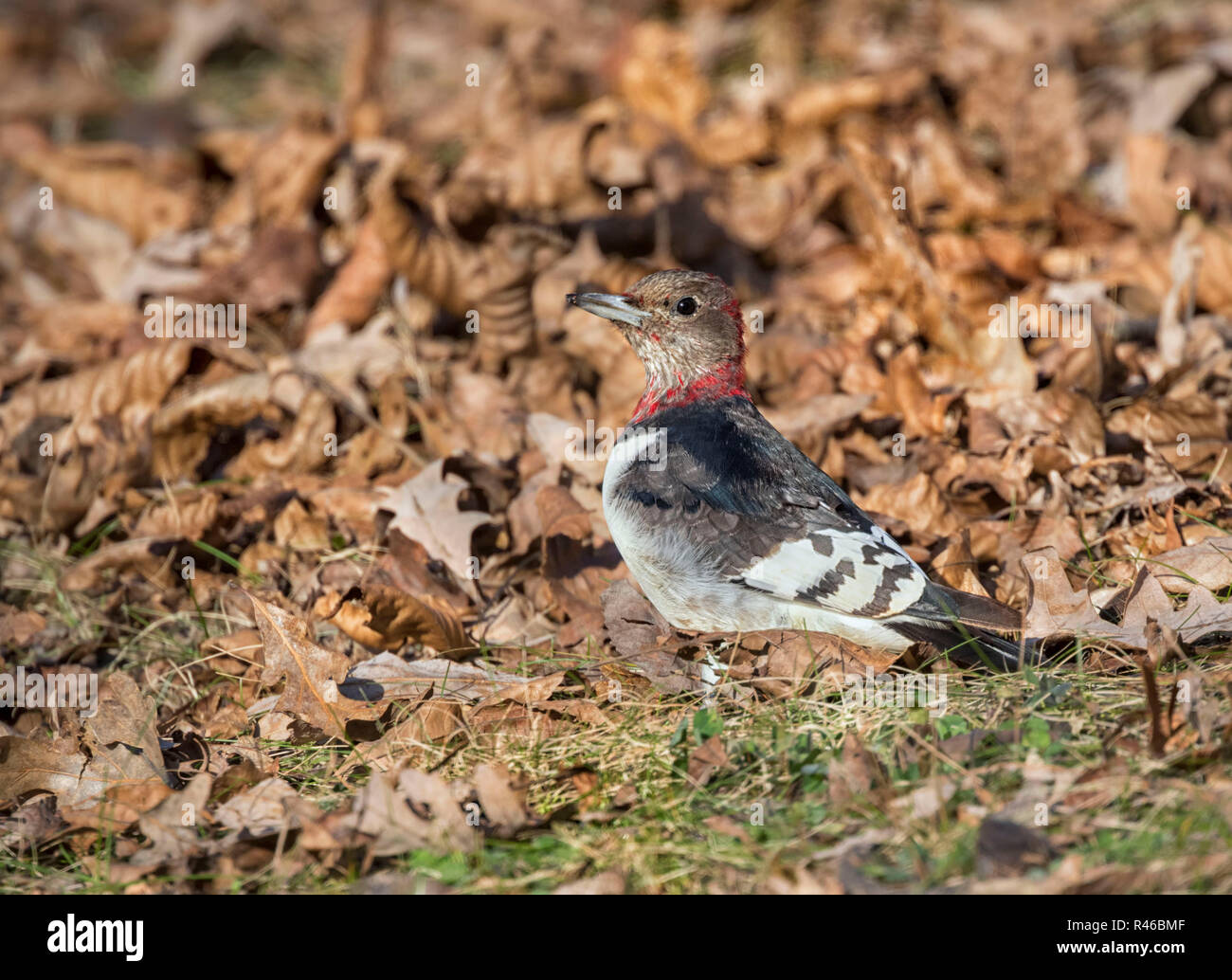 Menores de cabeza roja woodpecker (Melanerpes erythrocephalus) en caído hojas de roble, Iowa, EE.UU. Foto de stock
