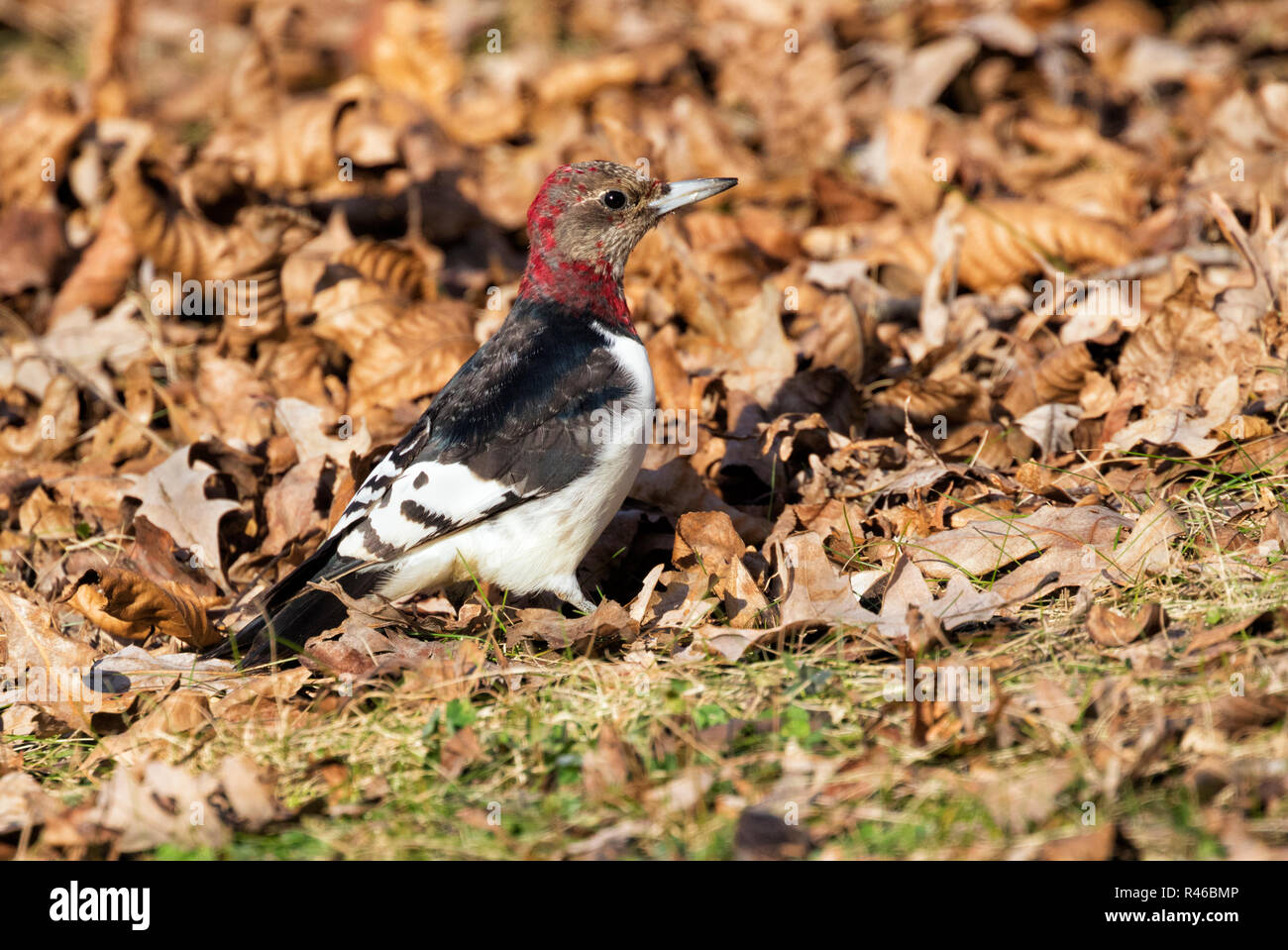 Menores de cabeza roja woodpecker (Melanerpes erythrocephalus) buscando bellotas entre caído hojas de roble, Iowa, EE.UU. Foto de stock