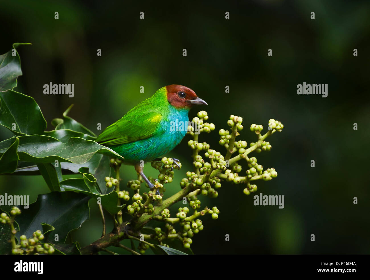 Bay encabezada tanager imagen tomada en Panamá Foto de stock