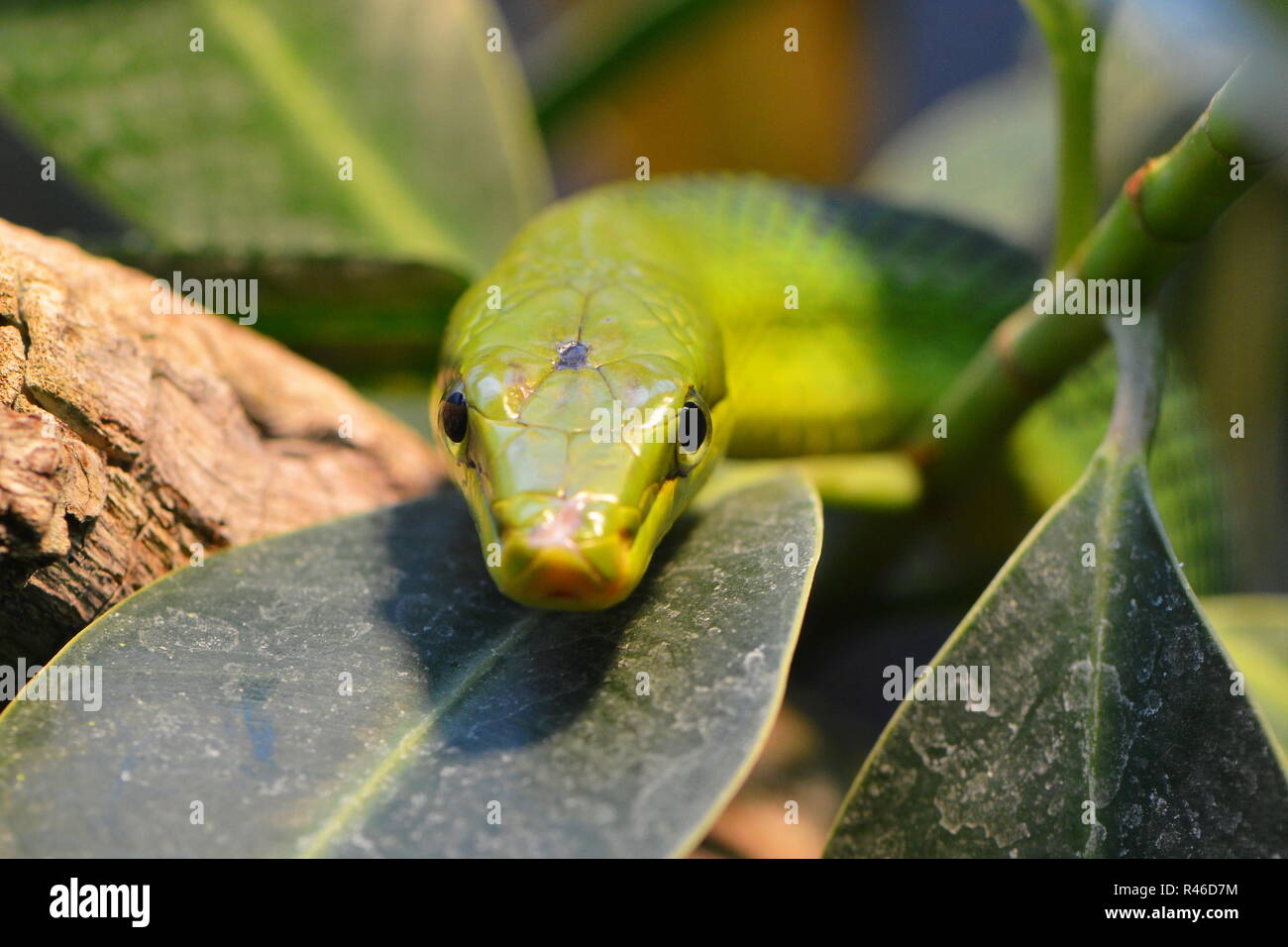 Serpiente spitzkopf verde Foto de stock