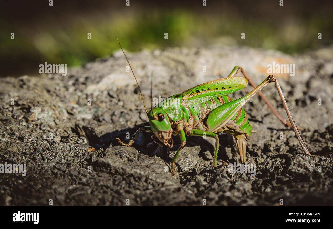 Close-up de un verde brillante grasshopper Foto de stock