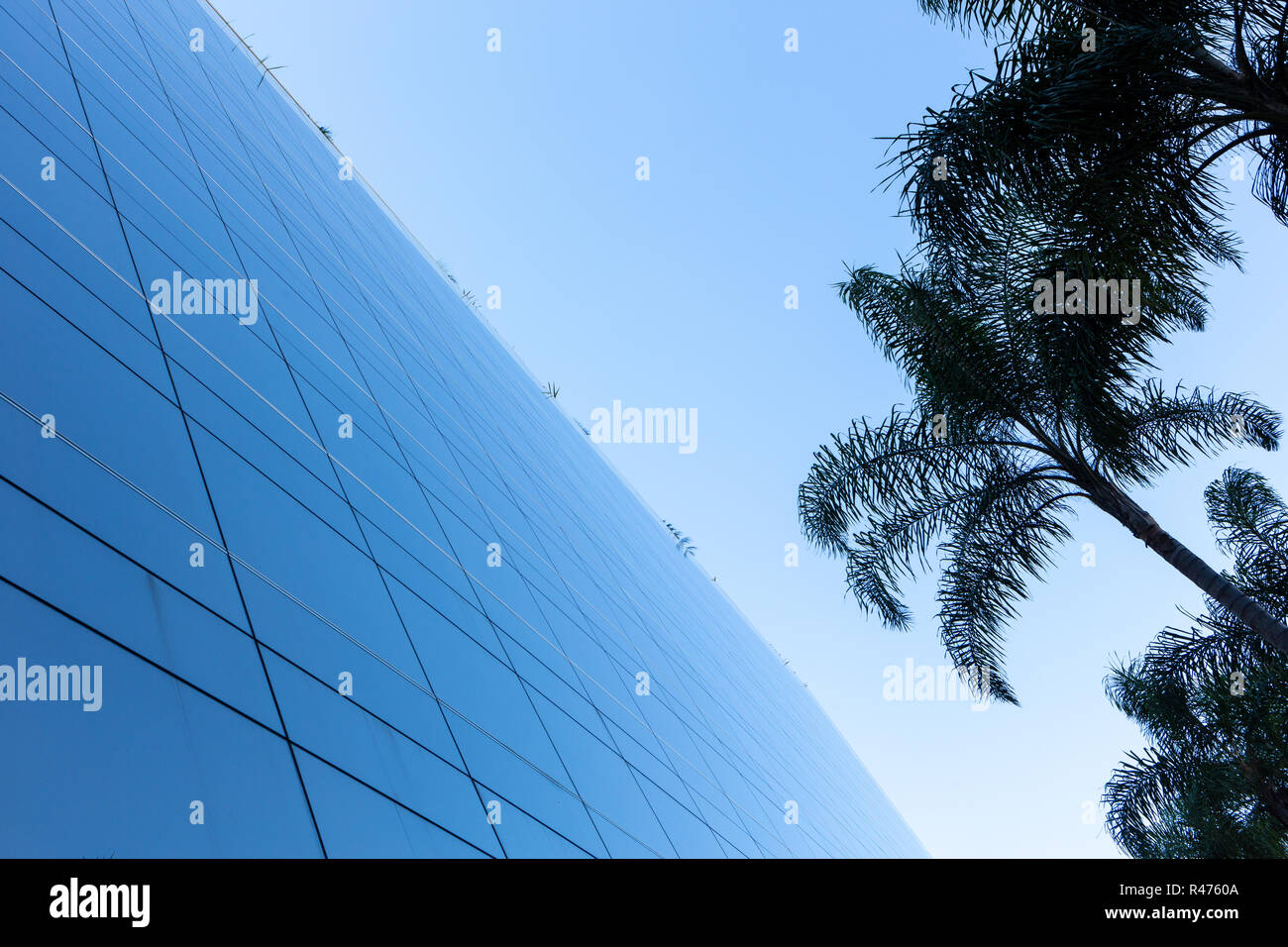 Ángulo de visión baja de una moderna fachada de vidrio con palmeras y el cielo azul de fondo. Foto de stock