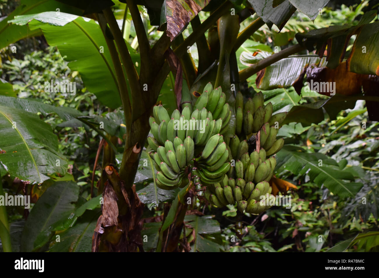 Los plátanos que crecen en la Selva, Costa Rica Foto de stock