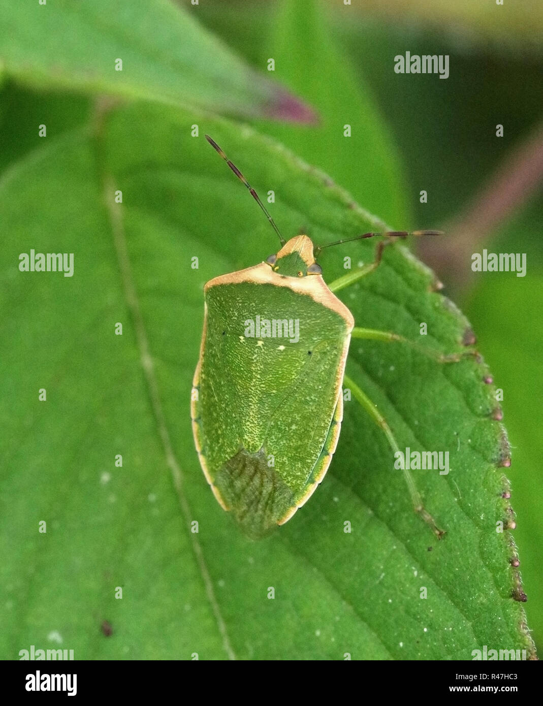 Nezara viridula (escudo verde bug; sur fétidas bug; apestan bug). Foto de stock