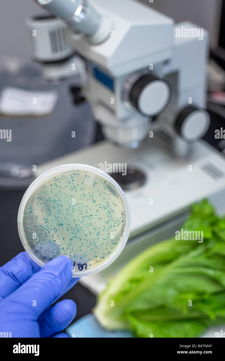 E coli contaminación de lechuga romana Foto de stock