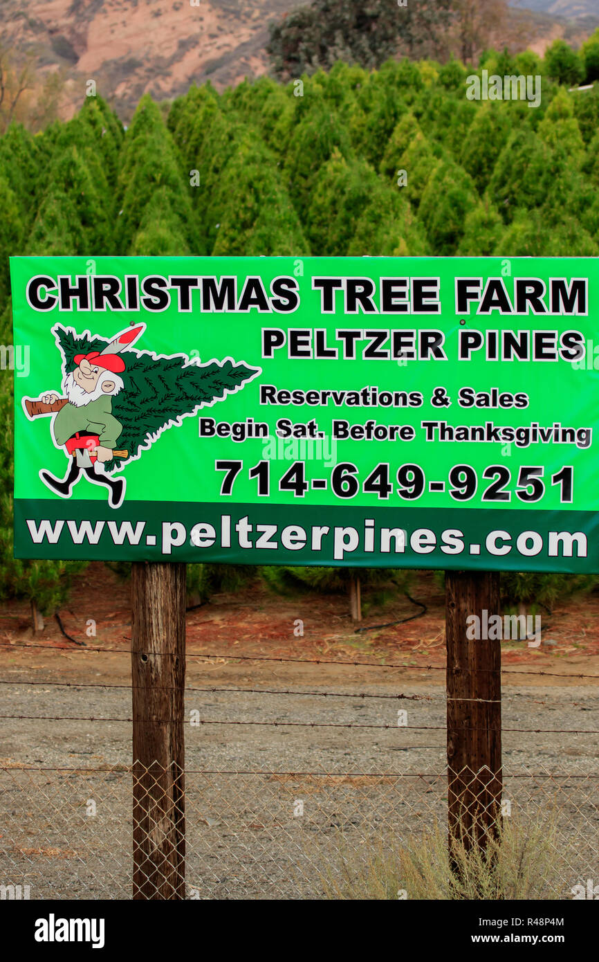 Christmas tree farm firmar en el sur de California, EE.UU. Foto de stock