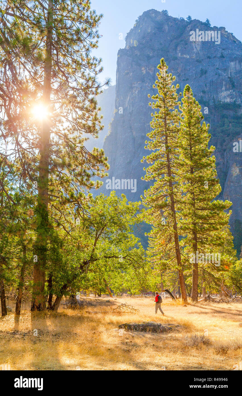Un hombre caminante está caminando a través de un hermoso paisaje de bosque entre pinos gigantes en el famoso valle de Yosemite en el pintoresco Golden la luz de la mañana al amanecer. Foto de stock