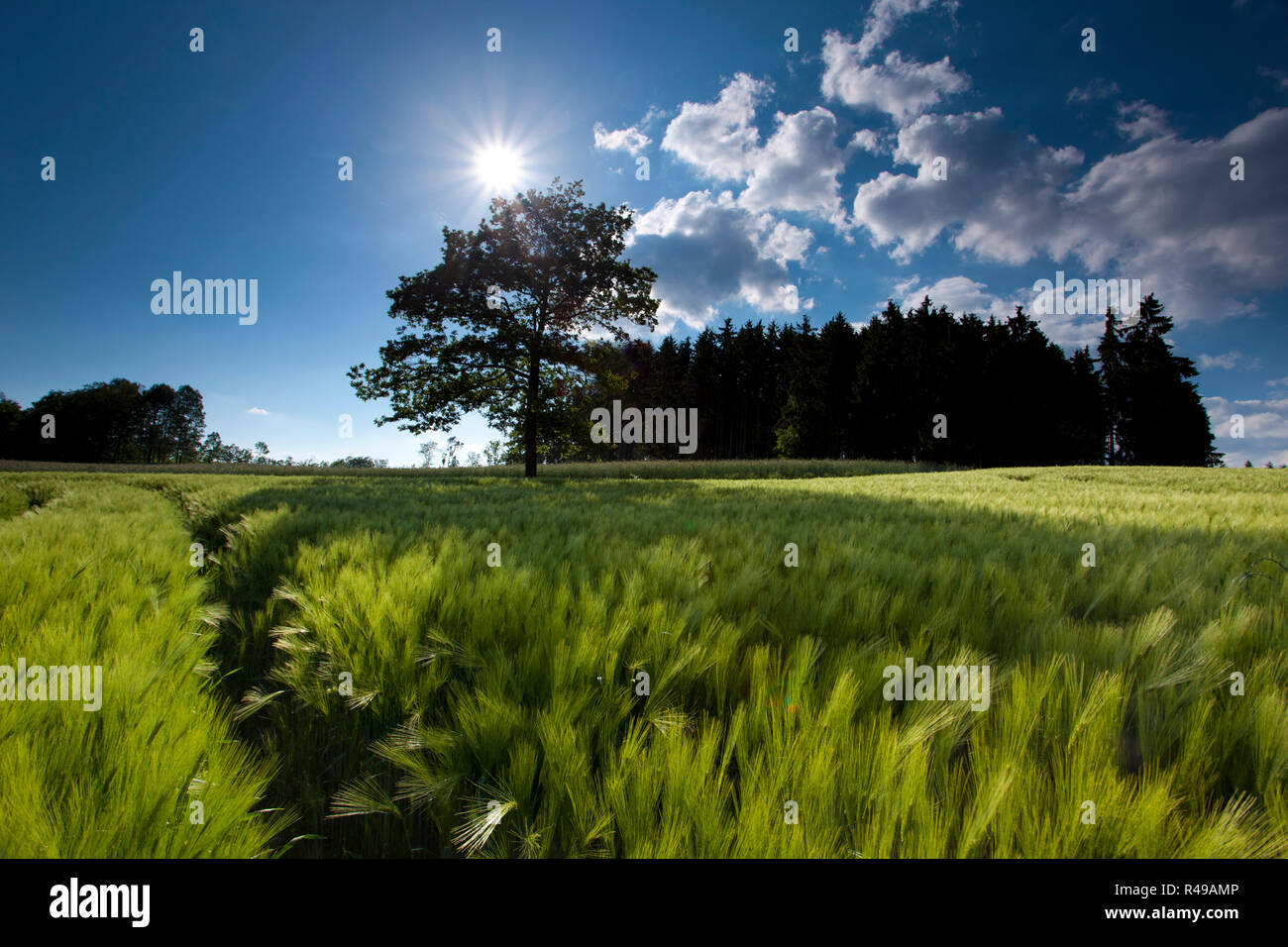 Foto de stock