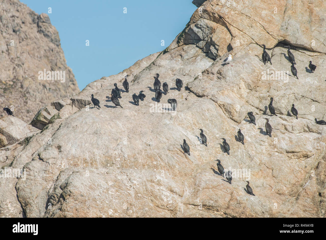 Brandt cormoranes (Phalacrocorax penicillatus) que tienen su hogar en el paisaje agreste de las Islas Farallón nature preserve en el Pacífico. Foto de stock