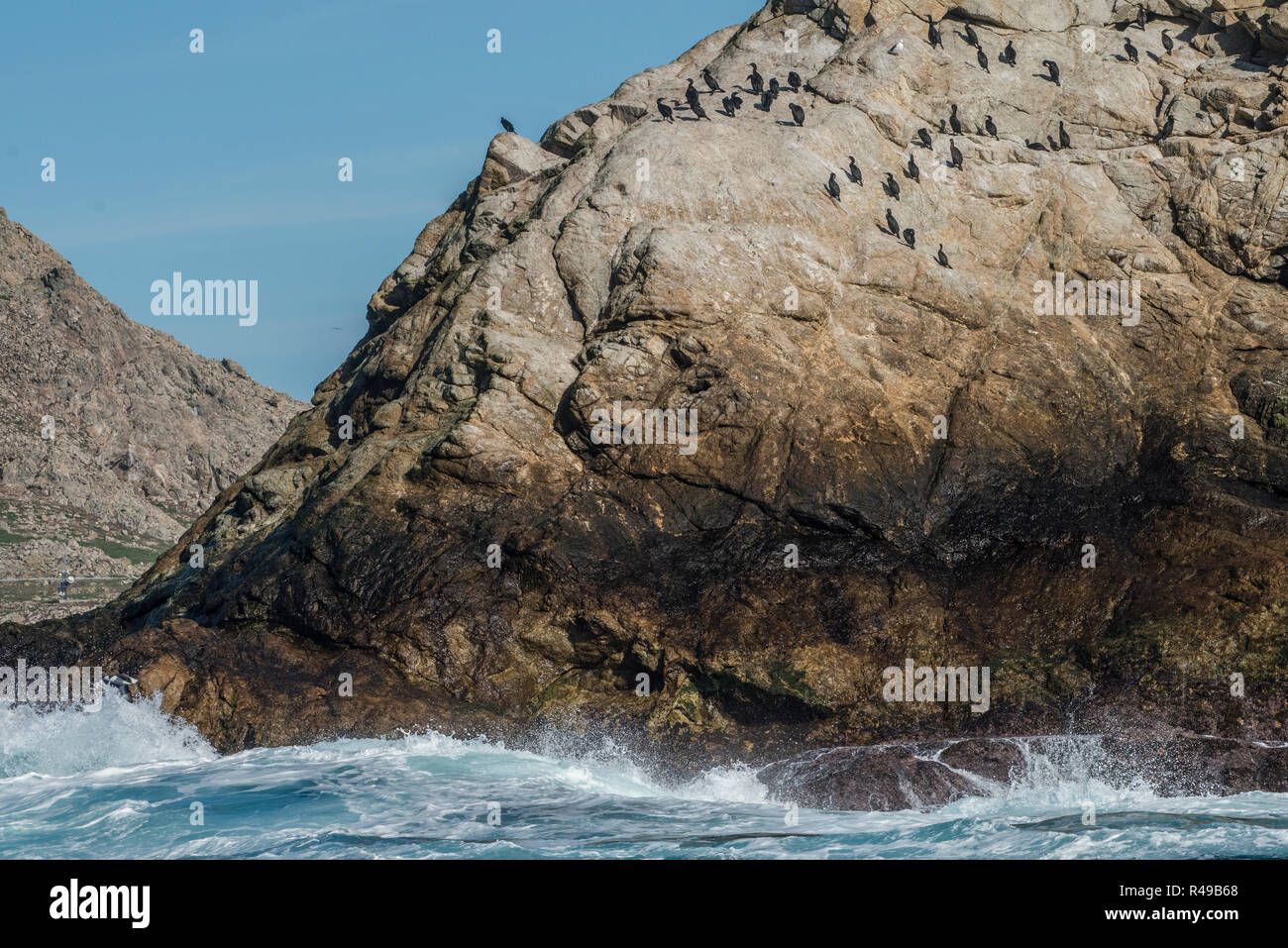 Brandt cormoranes (Phalacrocorax penicillatus) que tienen su hogar en el paisaje agreste de las Islas Farallón nature preserve en el Pacífico. Foto de stock