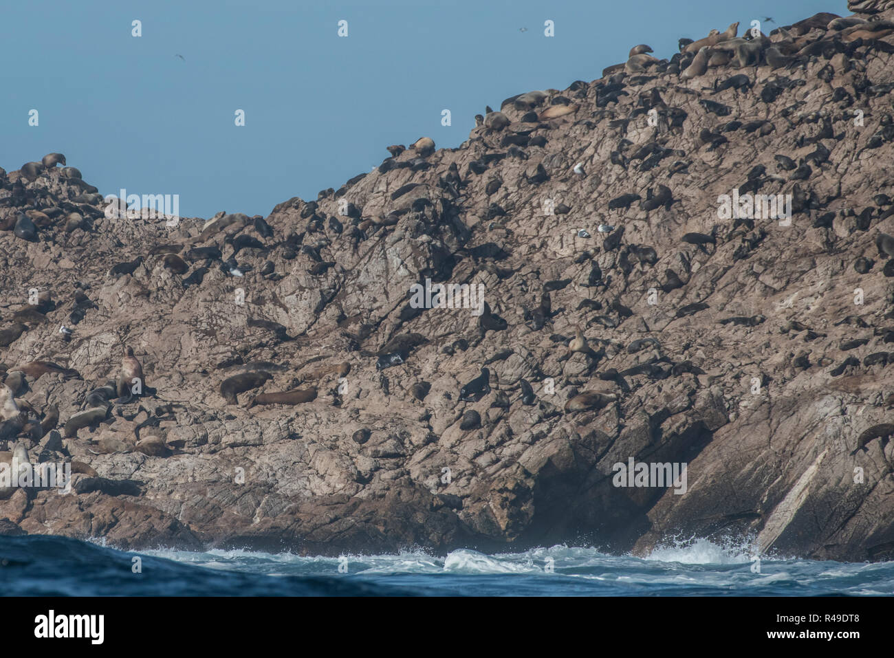 Una colonia de lobos marinos en el Sureste de la Isla Farallón. Foto de stock
