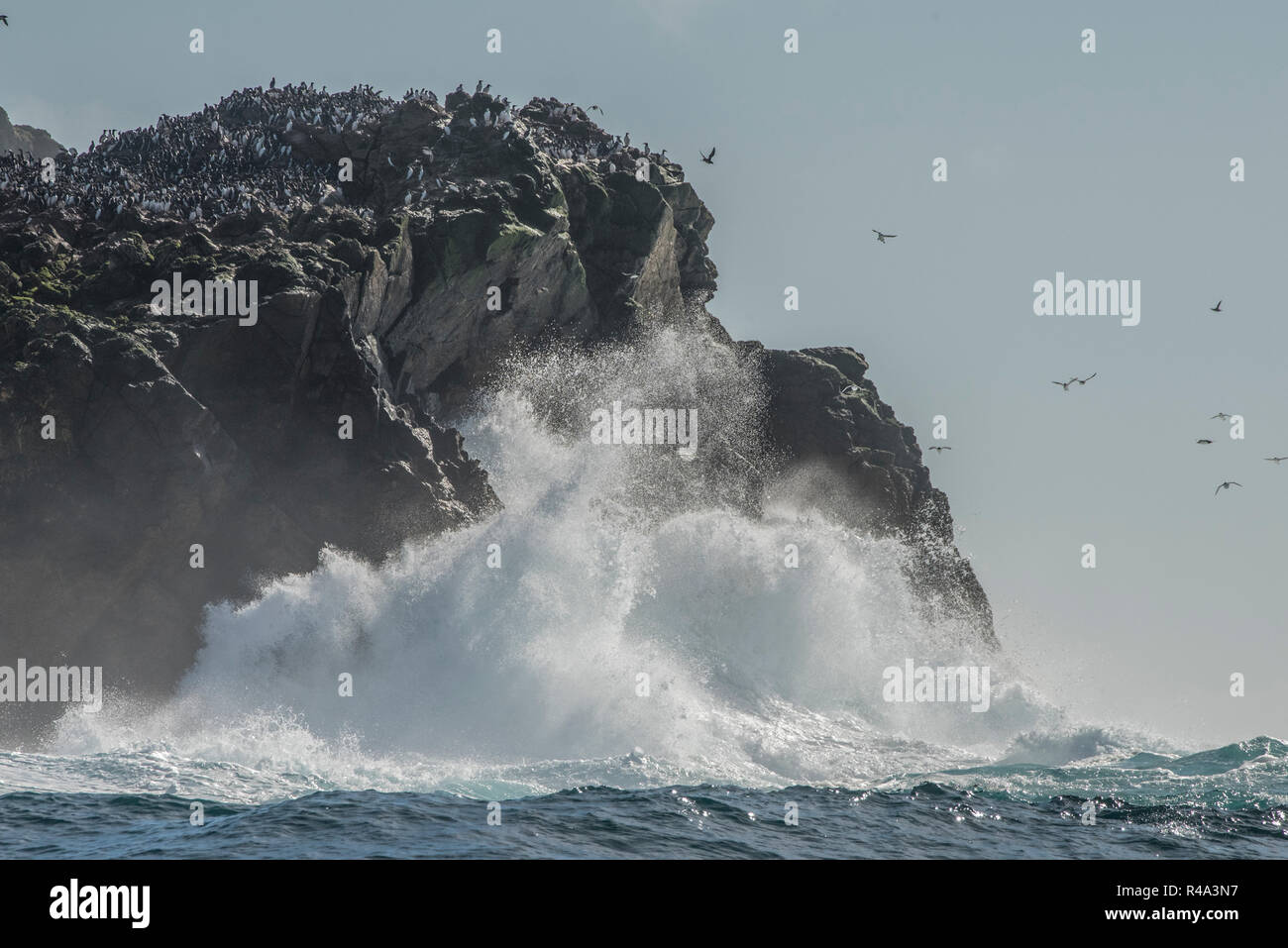 Las olas chocan contra la orilla de las Islas Farallón frente a la costa de California, las islas son un importante sitio de anidación de aves pelágicas. Foto de stock