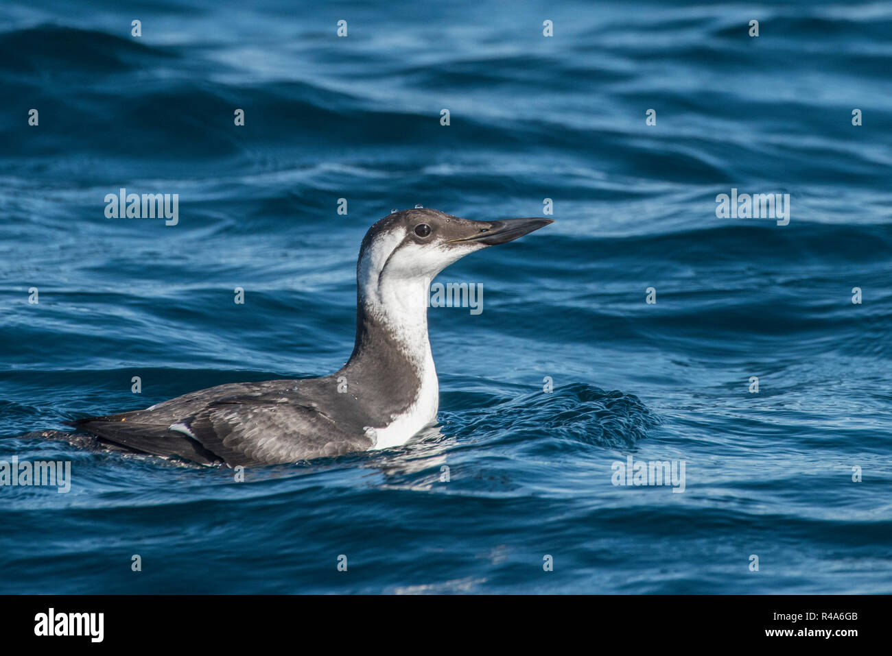 Murres comunes (Uria aalge) en plumaje nonbreeding flotando sobre las aguas en la superficie del océano en el Farallon Santuario Marino. Foto de stock