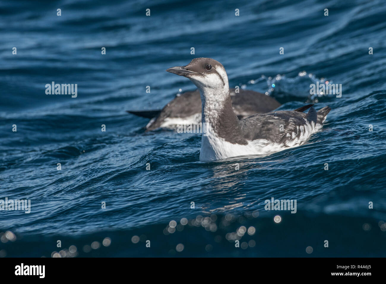 Murres comunes (Uria aalge) en plumaje nonbreeding flotando sobre las aguas en la superficie del océano en el Farallon Santuario Marino. Foto de stock