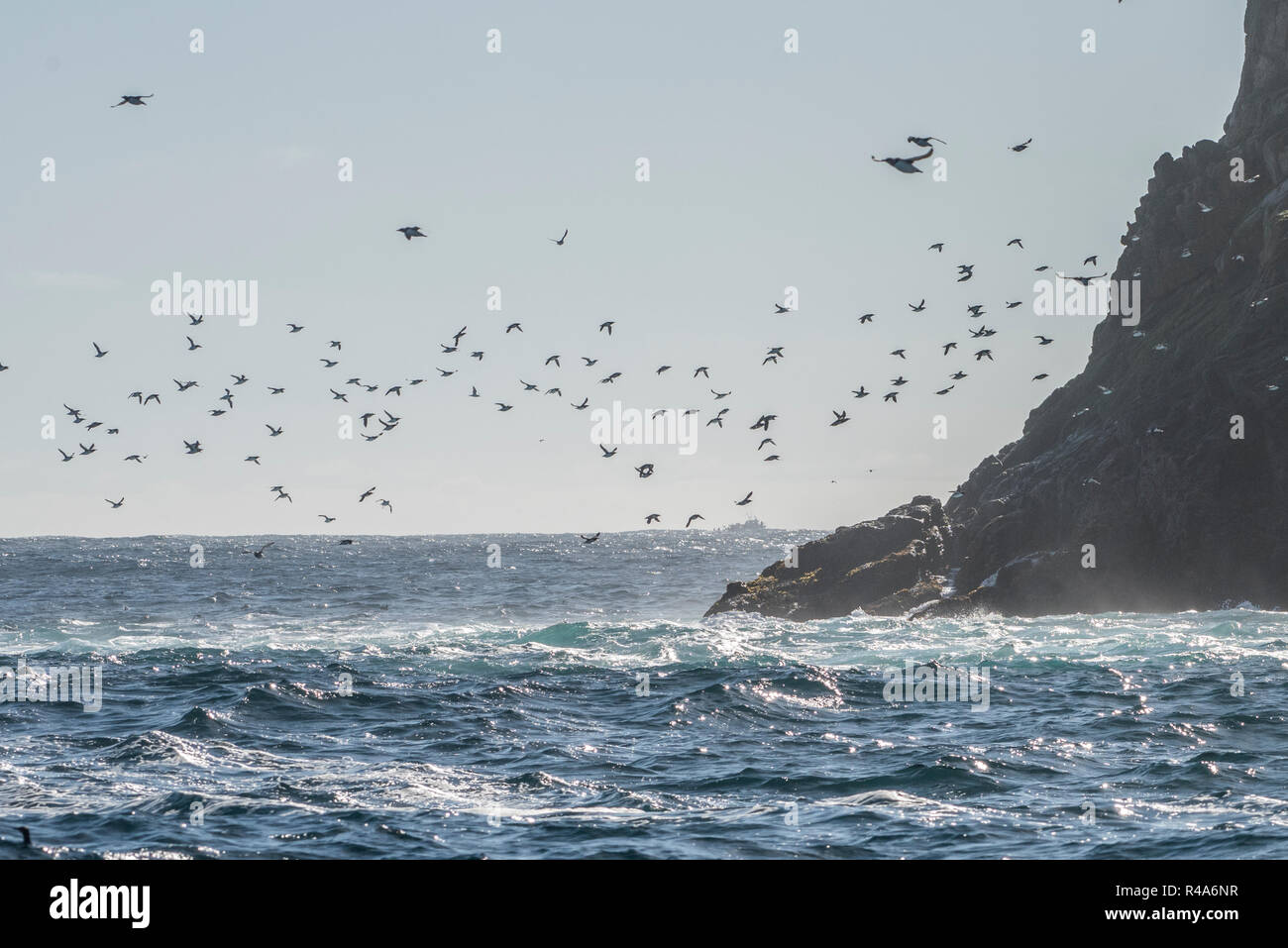 Murres comunes volar sobre las turbulentas aguas del océano en las Islas Farallón frente a la costa de California. Foto de stock