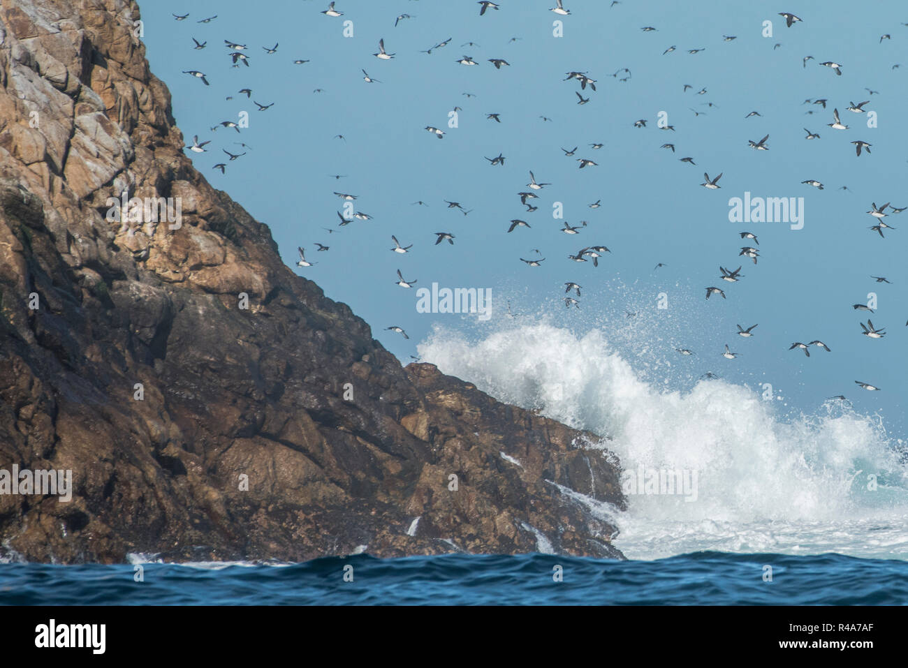 Murres comunes volar sobre las turbulentas aguas del océano en las Islas Farallón frente a la costa de California. Foto de stock