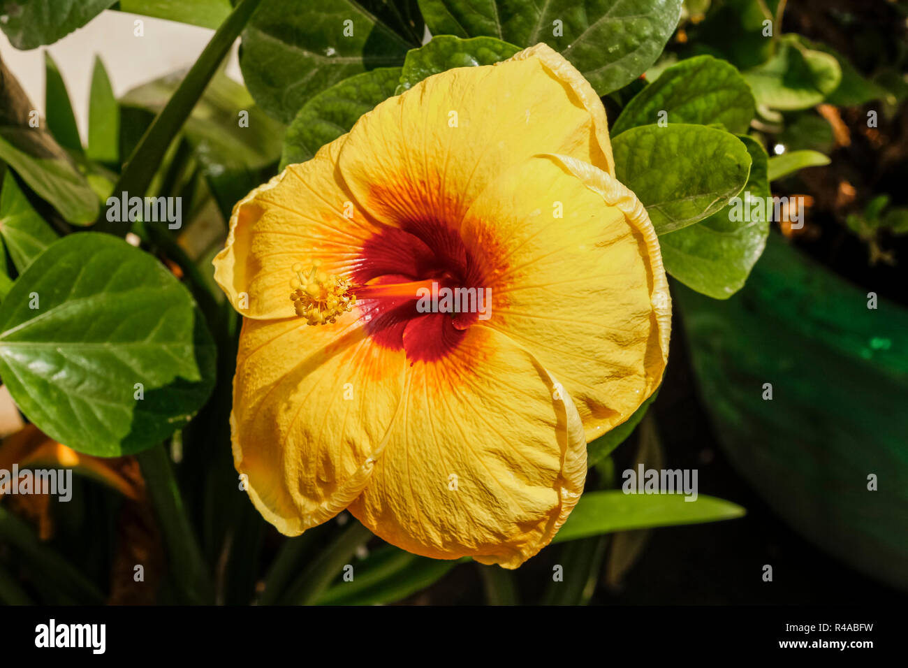 Flor de hibisco amarillo en el Palacio Real. El Hibiscus amarillo es la flor nacional de Hawai. El Palacio Real, el centro de la ciudad de Phnom Penh, Camboya Fotografía de stock - Flor de hibisco amarillo en el Palacio Real. El Hibiscus amarillo es la flor nacional de Hawai. El Palacio Real, el centro de la ciudad de Phnom Penh, Camboya Fotografía de stock -